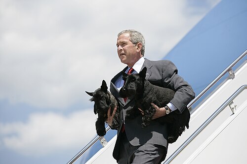 Barney (dog)
