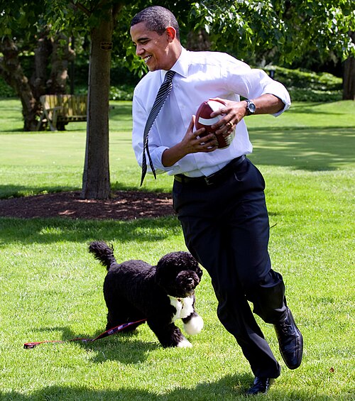 Bo